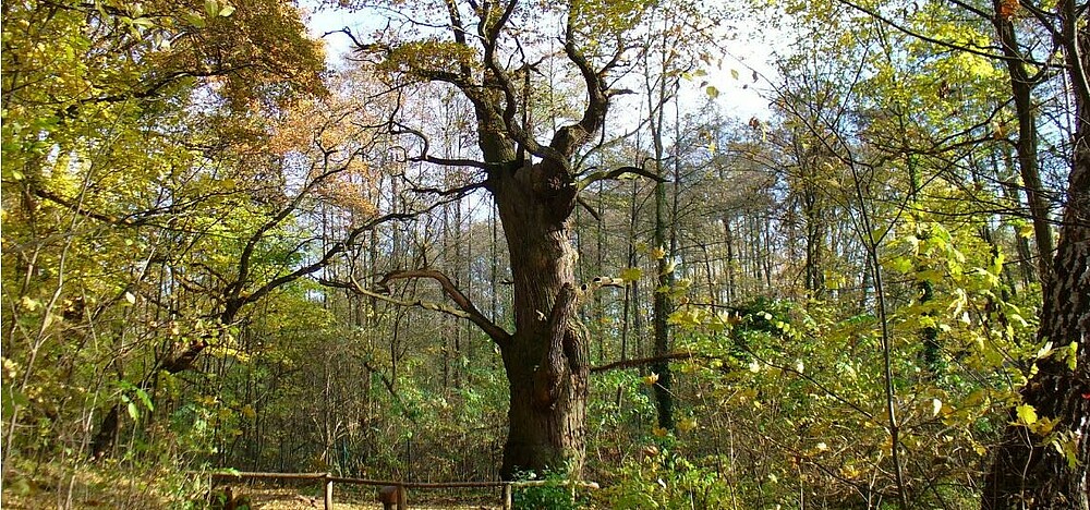 "Dicke Marie", 900 year old common oak(Quercus robur) in Berlin-Tegel 