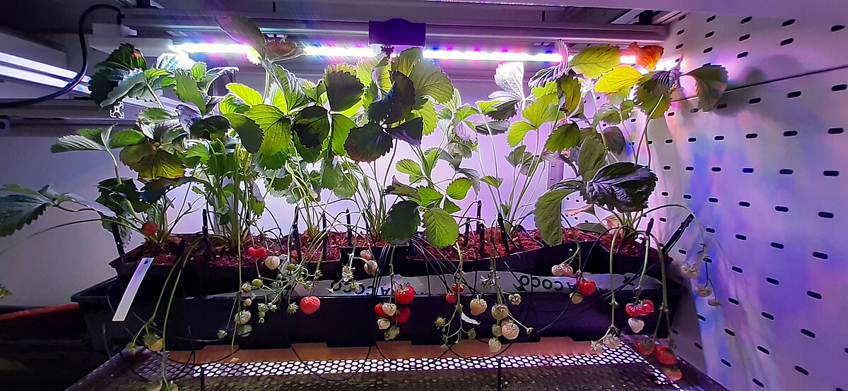 Fruits growing on indoor plants taste just as good when provided with light that recreates sunlight’s natural spectrum.